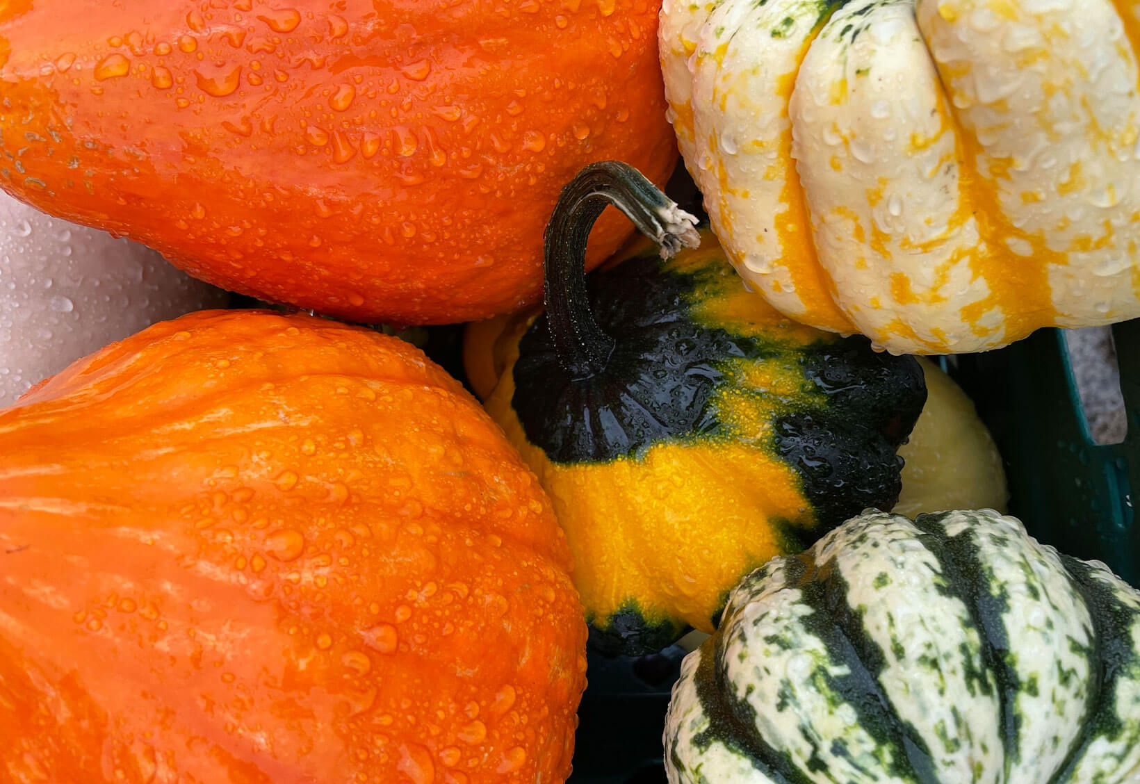 Ready for Halloween? We are!