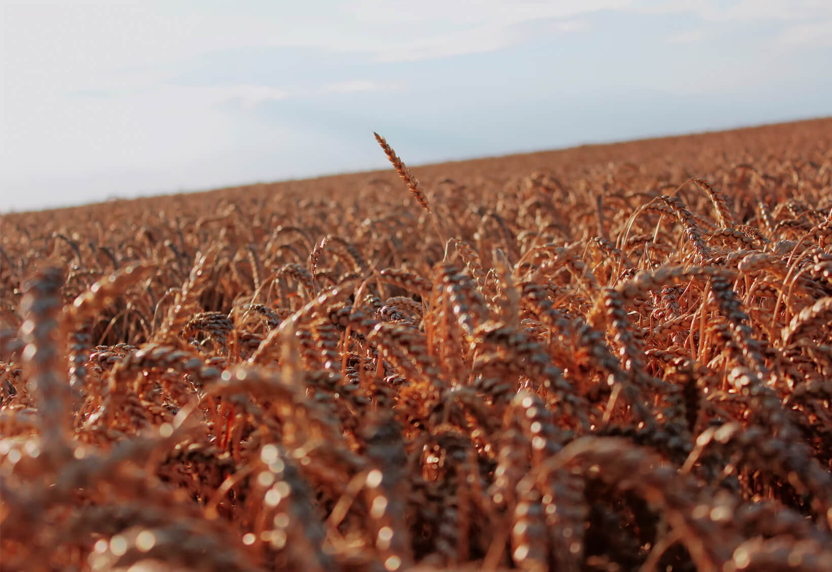 Life with coeliac disease, and a son with egg allergy