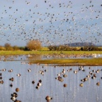 WWT Slimbridge - Gloucester