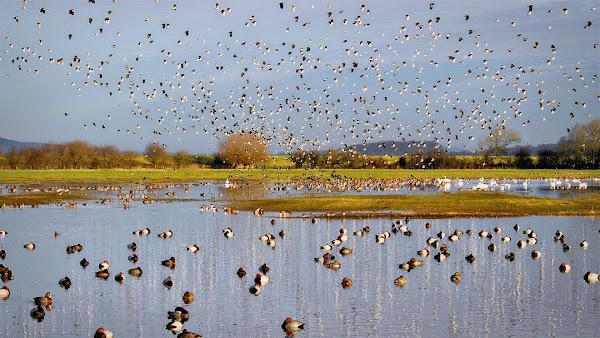 WWT Slimbridge - Gloucester