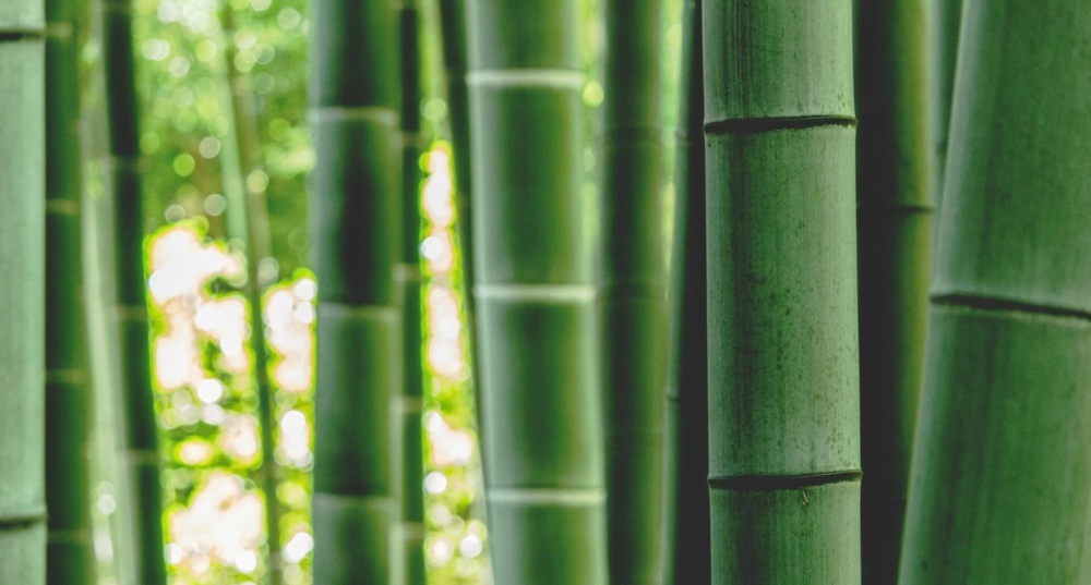 Bamboo and its five superpowers for sensitive skin | Positive Outlook | Star Brand | Allergy Companions