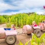 Piglets Adventure Farm - York