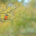 RSPB Radipole Lake - Weymouth