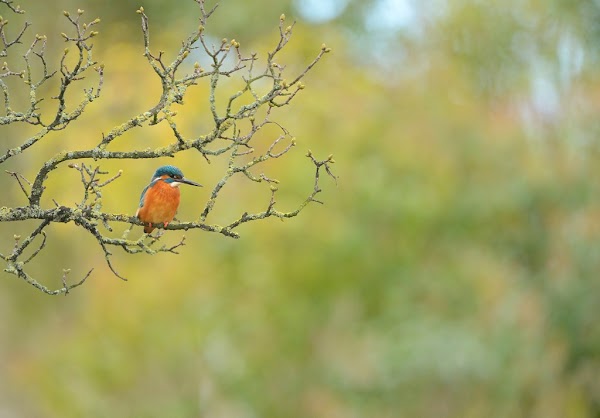 RSPB Radipole Lake - Weymouth